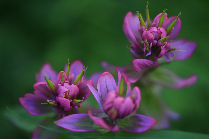 purple paintbrush flower