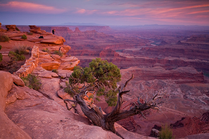 Moab, Utah, Canyonlands, desert, sunset, tree, photographer, photo