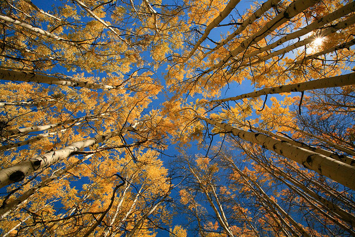 aspen, Colorado, fall, tour photo