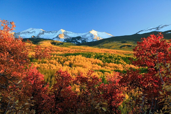 aspens, Kebler Pass, Colorado, trees, fall, red, orange, yel photo
