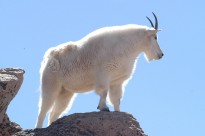Mountain Goats of Mt. Evans: July 10